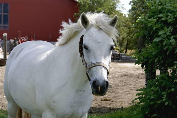 Anden særlig race Hobit - SOLGT - Smuk <3 Fotograf: Mor billede 12