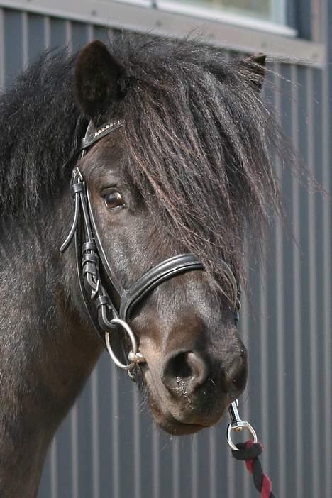 Shetlænder blackey billede 8