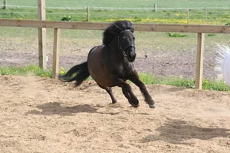 Shetlænder blackey billede 11