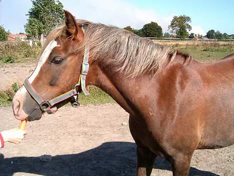 Anden særlig race Sunny - Mmmmh... xD billede 9