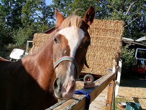Anden særlig race Sunny - Hva´ har du? billede 10