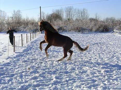 Anden særlig race Sunny - Jeg er en rigtig vildhest! XD billede 11