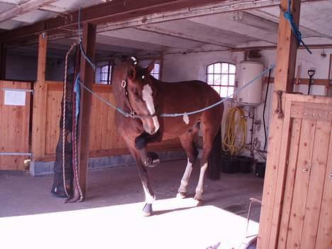 Hollandsk Varmblod Nixon *SOLGT* billede 7