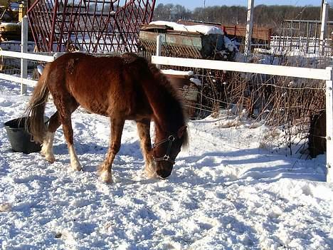 Anden særlig race Sunny - Hvor er græsset..o.O´ billede 12