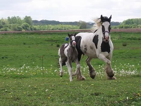 Tinker Engmann´s Chanti Chanel billede 11