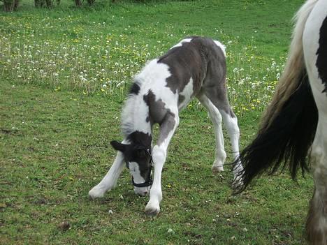 Tinker Engmann´s Chanti Chanel billede 12