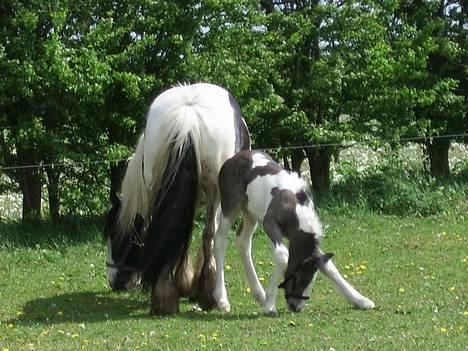 Tinker Engmann´s Chanti Chanel billede 13