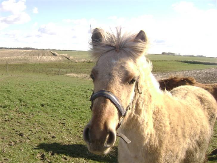 Anden særlig race Sejelstrups Odessa    - Vælkommmen til Odessas profil. Se alle billederne inden i sætter jeres stemme Min 3> billede 1