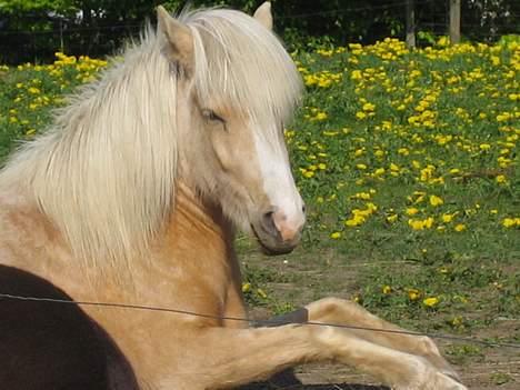 Islænder Prinsessa  solgt billede 17