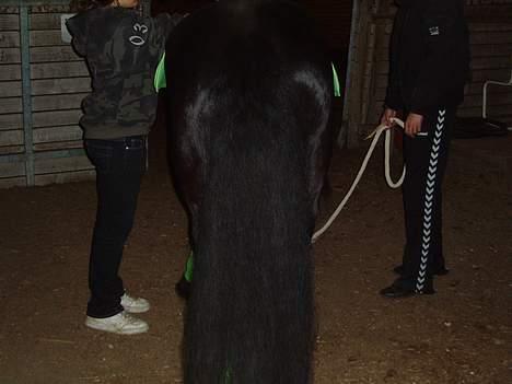 Irish Cob Street Boy Oscar (Ozzy) - MEGET STOR hale billede 13