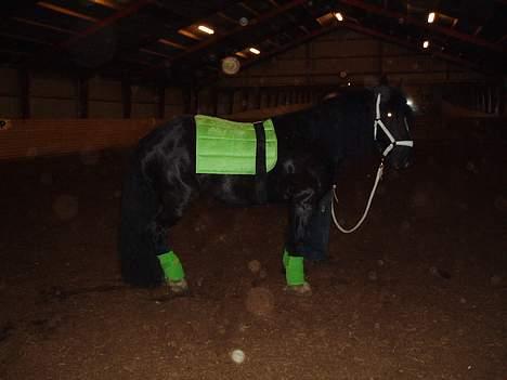 Irish Cob Street Boy Oscar (Ozzy) billede 14