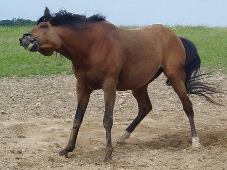 Arabisk fuldblod (OX) Grafic OX 1524 - Grafic super ruller, ryster sig efter badet billede 1