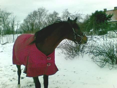 Arabisk fuldblod (OX) Grafic OX 1524 - Super smukke Grafic mangler sin fold makker Irfan SS billede 2