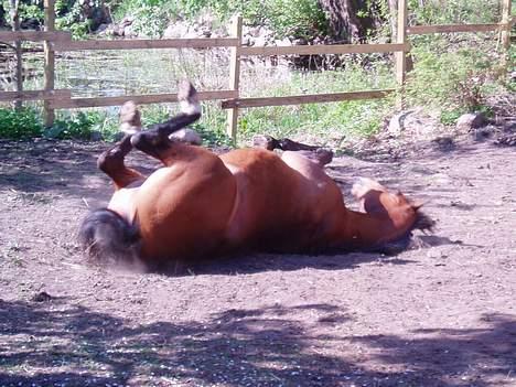 Arabisk fuldblod (OX) Grafic OX 1524 - Rulle-Futte i aktion billede 3