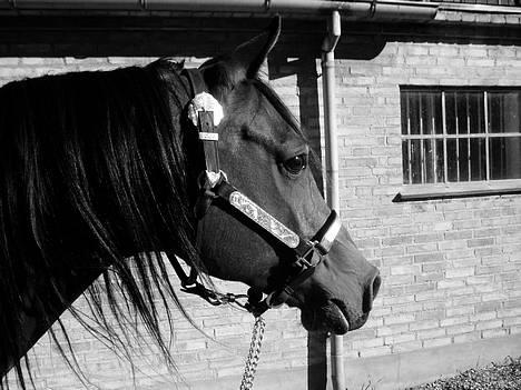 Arabisk fuldblod (OX) Grafic OX 1524 - Grafic´s smukke profil billede 4