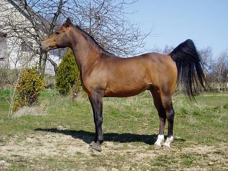 Arabisk fuldblod (OX) Grafic OX 1524 - Grafic OX 1524 vallak 21.04.90 billede 5