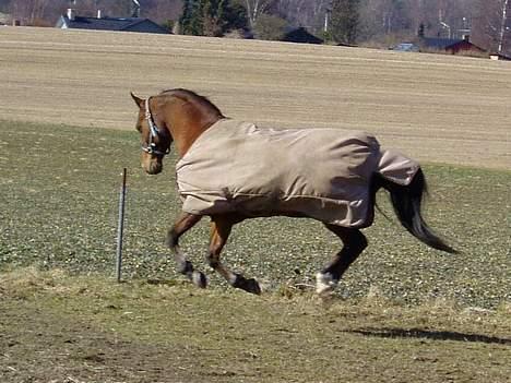 Arabisk fuldblod (OX) Grafic OX 1524 - Grafic OX 1524 ny fold giver anledning til en rask galop billede 6