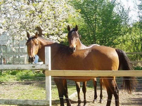 Arabisk fuldblod (OX) Grafic OX 1524 - Grafic og Irfan står og nyder middagssolen billede 7