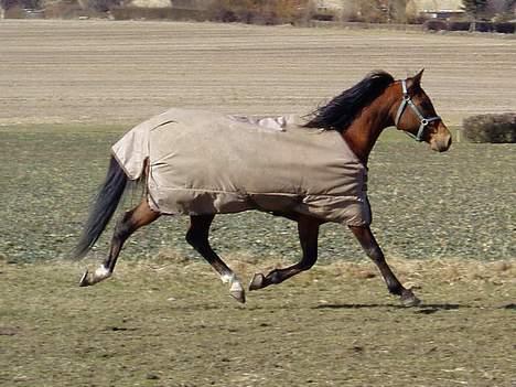 Arabisk fuldblod (OX) Grafic OX 1524 - Grafic OX 1524 så skulle dækkenet bare lige have været taget af billede 8