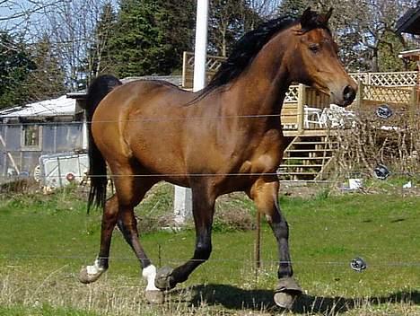 Arabisk fuldblod (OX) Grafic OX 1524 - Smukke Grafic inspiserer folden billede 9