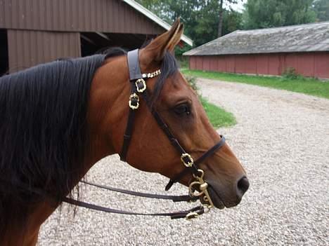 Arabisk fuldblod (OX) Grafic OX 1524 - Grafic OX 1524 har indtaget snakke positur og står bare og venter på at hun får talt færdig billede 10