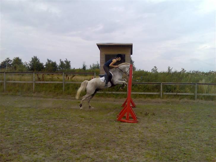 Sportsaraber (A) Monty - SOLGT! - Mig&Monty <3. FOTOGRAF: Katja Andersen!L´. billede 8
