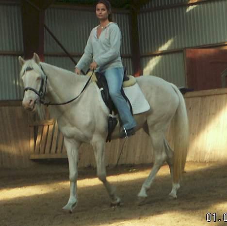 Palomino SAHARA ICE  cremello billede 3