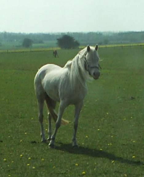 Palomino SAHARA ICE  cremello billede 4