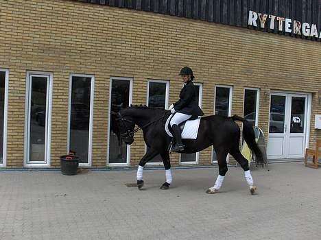 Oldenborg Blackie - Til dressur stævne billede 6
