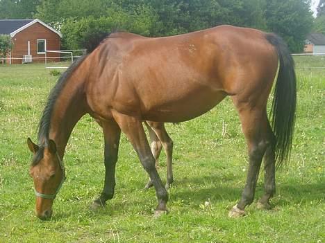 Dansk Varmblod Luna billede 2