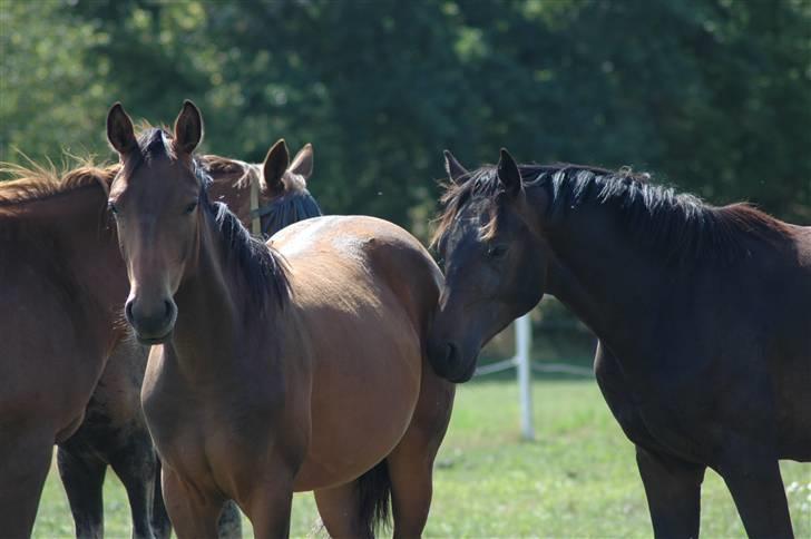 Dansk Varmblod Kastaniegården´s Nivea billede 2