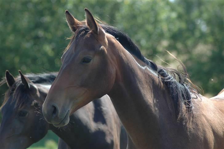 Dansk Varmblod Kastaniegården´s Nivea billede 3