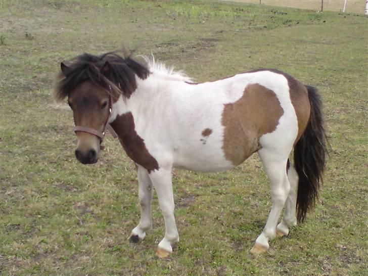 Miniature Lindegaardens Surprise - Nyt taget d. 2 aug. 2008. billede 1