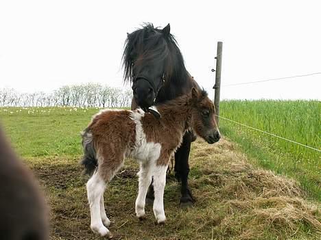 Miniature Lindegaardens Surprise billede 2