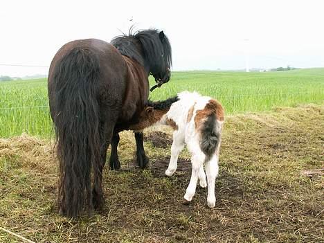Miniature Lindegaardens Surprise billede 3