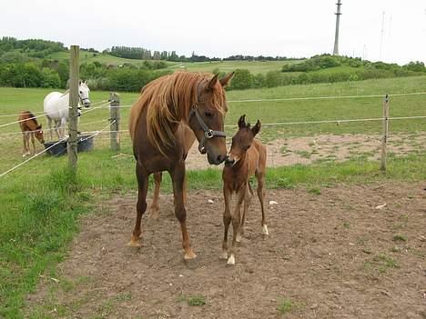Arabisk fuldblod (OX) Intifada - Et mor og barn kys... billede 6