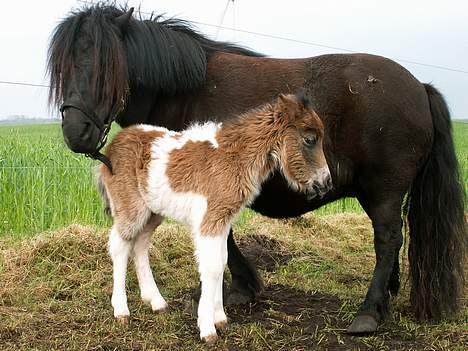 Miniature Lindegaardens Surprise billede 4