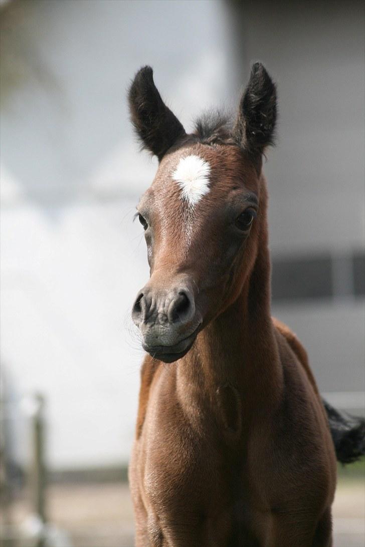 Arabisk fuldblod (OX) Intifada - Indas føl 2010, Knap 1 døgn gammel. Fotograf Monica Petersen billede 7