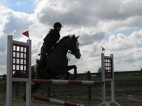 Hollandsk Sportspony Lara   (SOLGT) - Spring undervisning (1 meter) billede 18