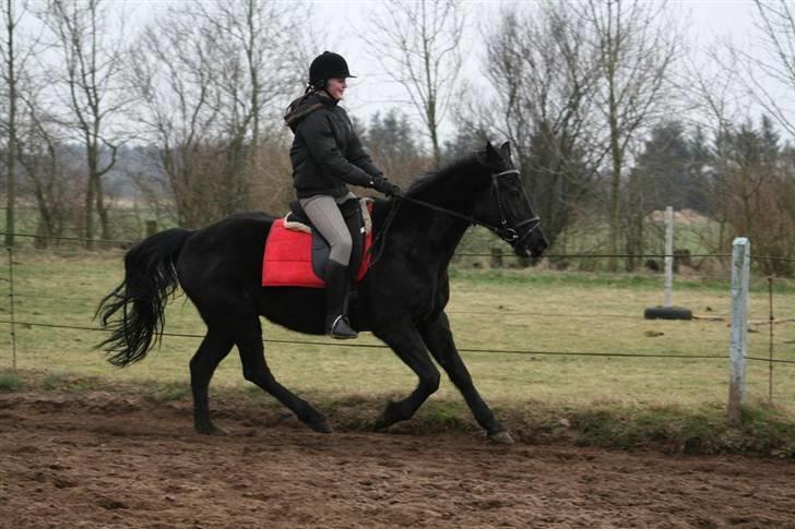 Anden særlig race Charly *solgt* - Galop: ) billede 13