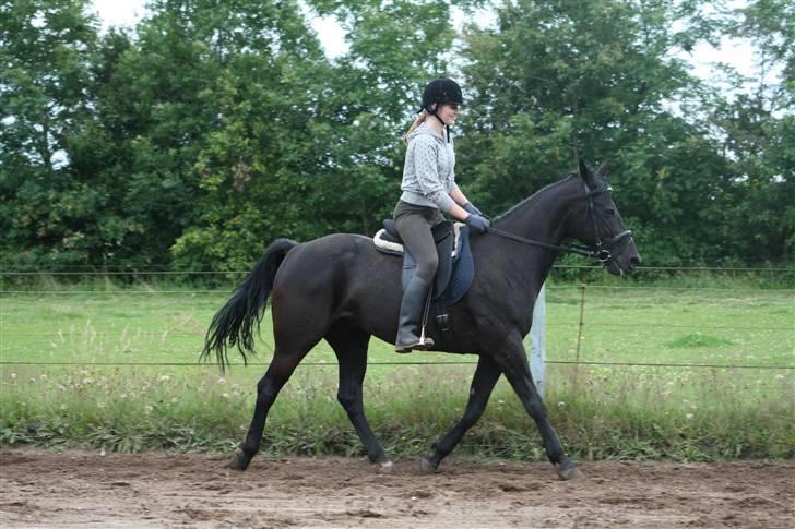 Anden særlig race Charly *solgt* billede 14