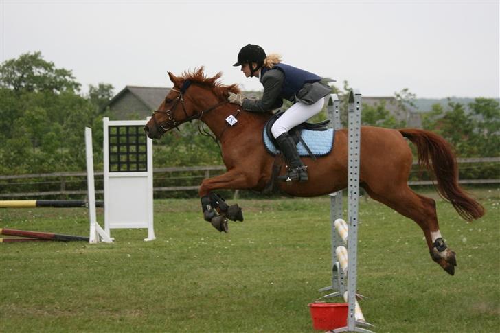 Anden særlig race La Rouge *Solgt* - velkommen til Rosen´s profil, kig jer omkring.. Thorsø stævnet Maj.. billede 1