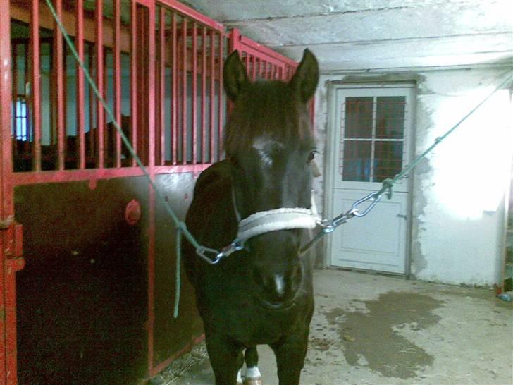 New Forest Olympic Concorde - inde i stalden.... =) billede 1