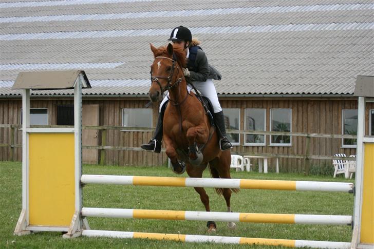 Anden særlig race La Rouge *Solgt* - Rosen står og tigger ved Rie´pigen (´: <3 billede 2