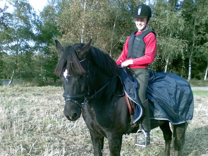 New Forest Olympic Concorde - her er vi på stubmark billede 2