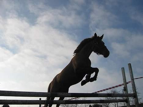 Anden særlig race La Rouge *Solgt* - Miin Skønne Springpony :) <3 billede 4