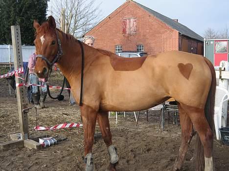 Anden særlig race La Rouge *Solgt* - Rose´pigen <3 Her er hun ved at blive løssprunget ;P billede 5