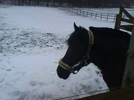 New Forest Olympic Concorde - hov hvad var det  billede 4