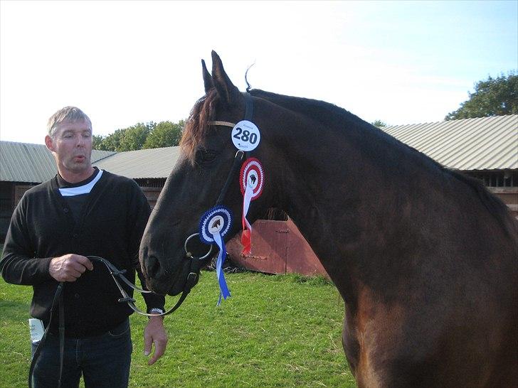 Frieser Douwe Van De Wedze - Store Hestedag 2010 billede 10