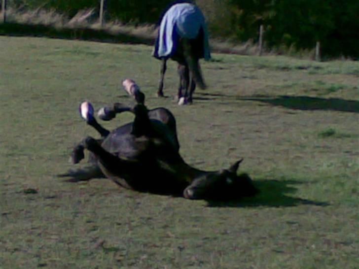 New Forest Olympic Concorde - RULLETUR... min lille skat billede 5